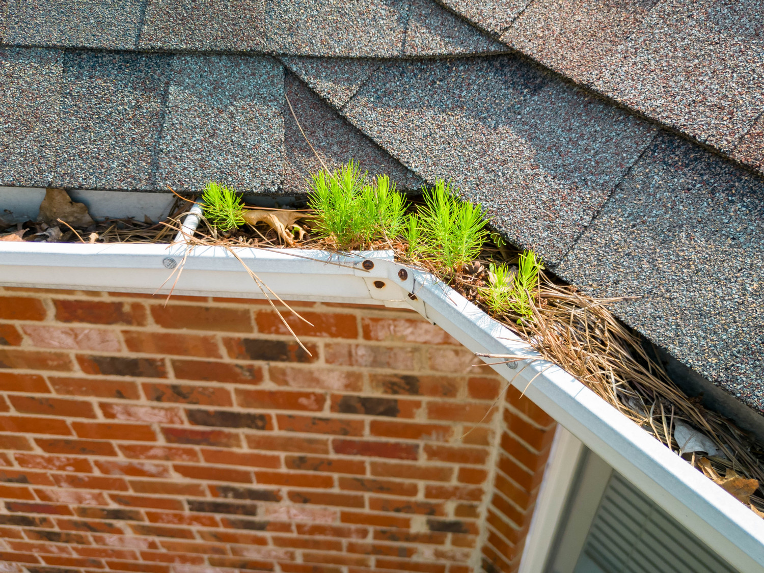 Is Gutter Cleaning Worth It?